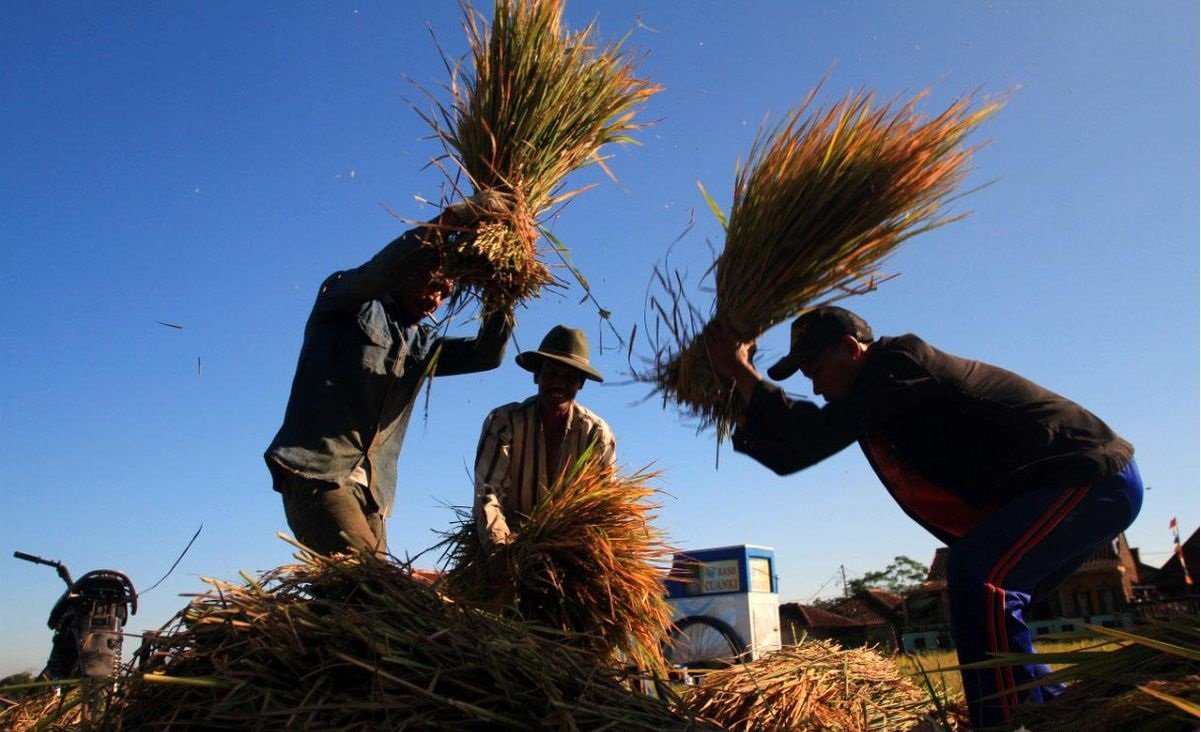Bobibos, Inovasi Anak Bangsa Ubah Jerami Jadi Bahan Bakar Ramah Lingkungan