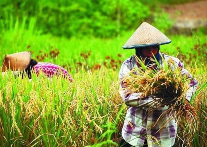 Percepat Swasembada 2026, Anggaran Pangan Naik 31,7%