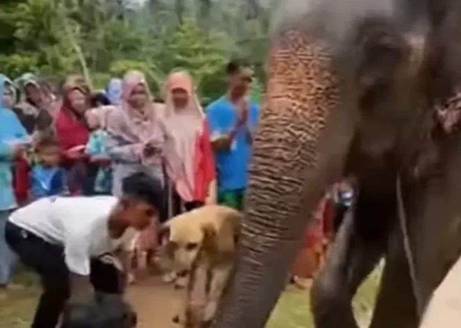 Video AI Hewan Saling Menolong di Tengah Banjir Bikin Warganet Tersentuh