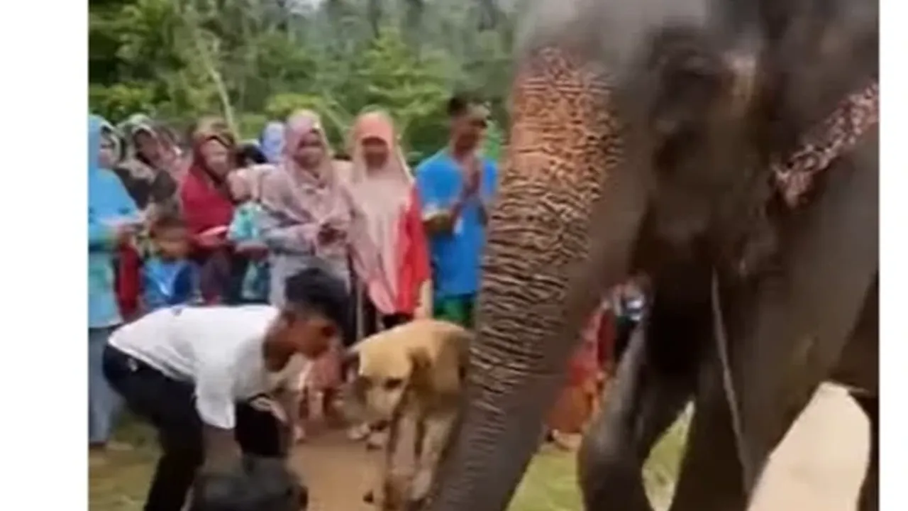 Video AI Hewan Saling Menolong di Tengah Banjir Bikin Warganet Tersentuh